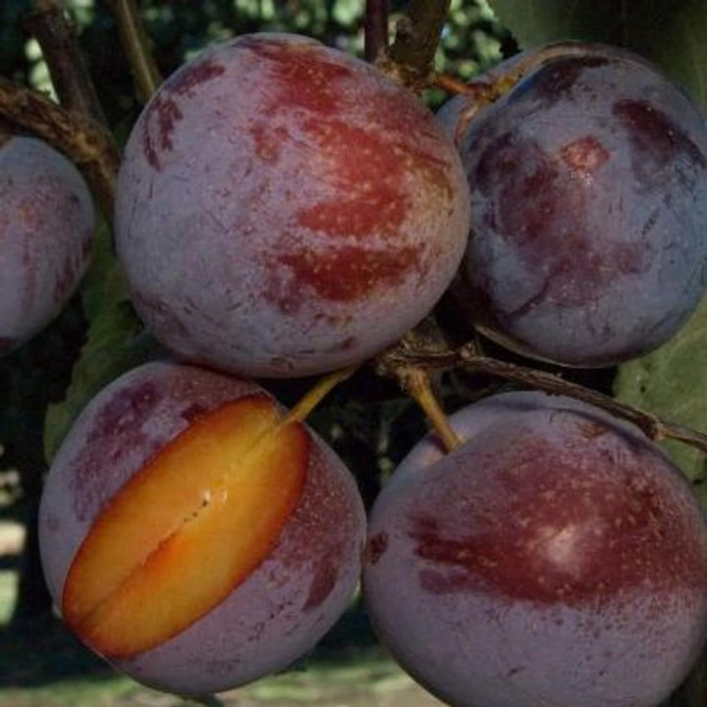Flavor Pluot Tree Live Plant in 3 Gallon Pot, 2-3 Feet Plum Apricot Pluot Fruit Tree for Outdoor Garden or Backyard Growing, No Ship to CA