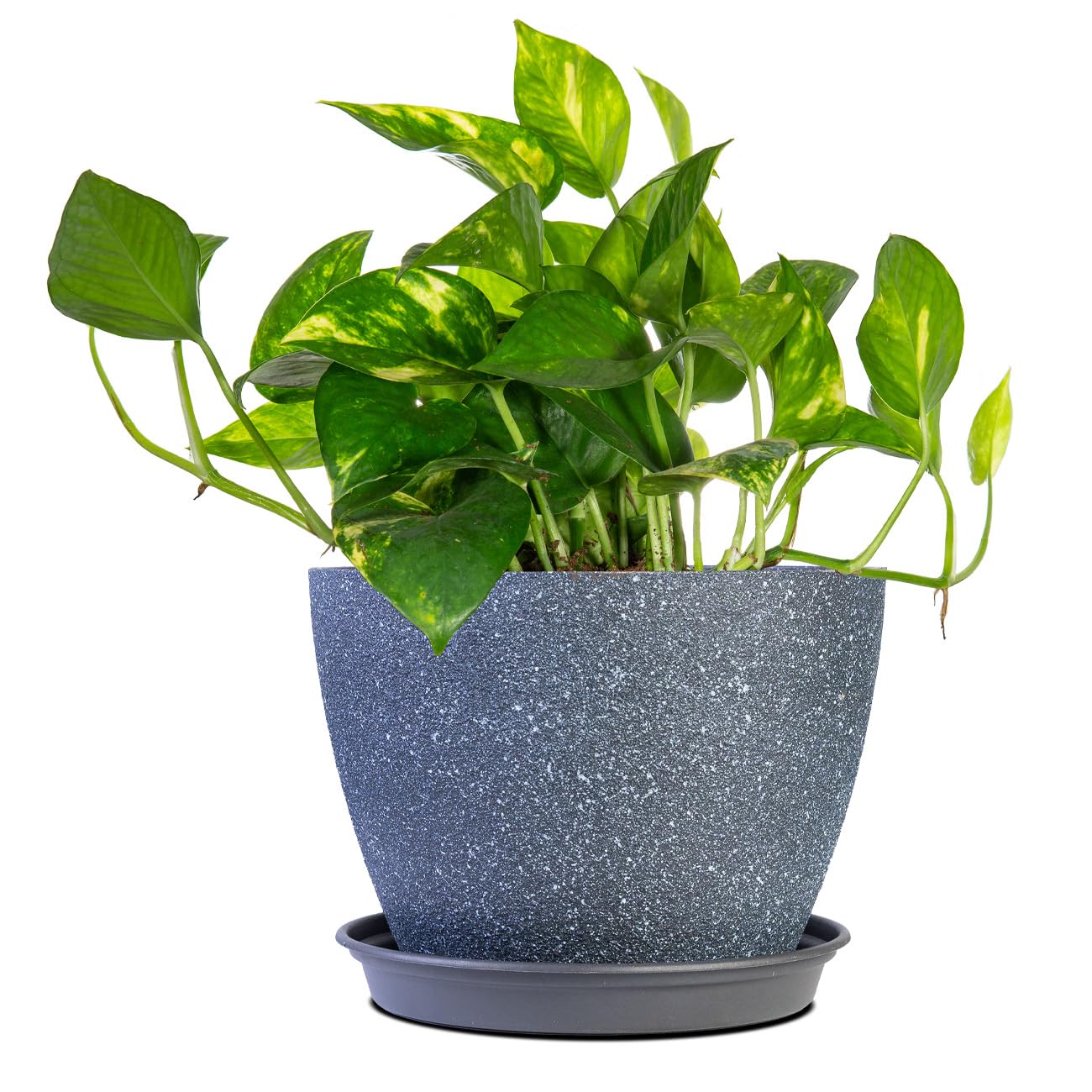 Perfect Plants Golden Pothos 6in. with Midnight Blue Pot | Epipremnum aureum Devil's Ivy | Easy Care Houseplant | Perfect for Low to Moderate Light Conditions | Air Purifying