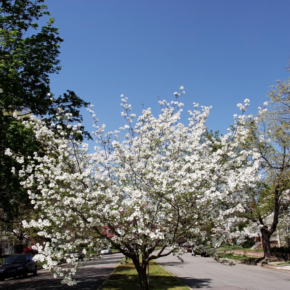 Dogwood Live Tree Plant, Flowering Dogwood Plant Live from 8 to 10 Inches Tall in Quart Pot for Outdoor Planting, Dormant in Winter (White)