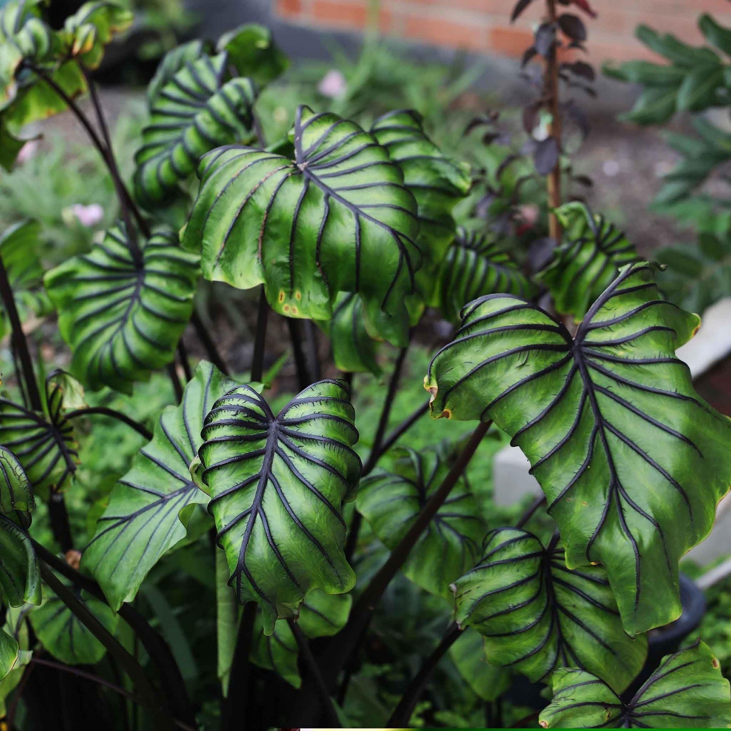 Eden Brothers Elephant Ear Bulbs - Pharoah's Mask
