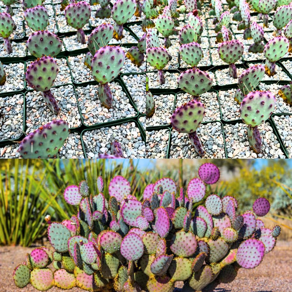 Purple Prickly Pear Cactus Live Plant, in 3 Inch Pot, Prickly Cactus Plant, Colorful Succulent for Garden and Containers