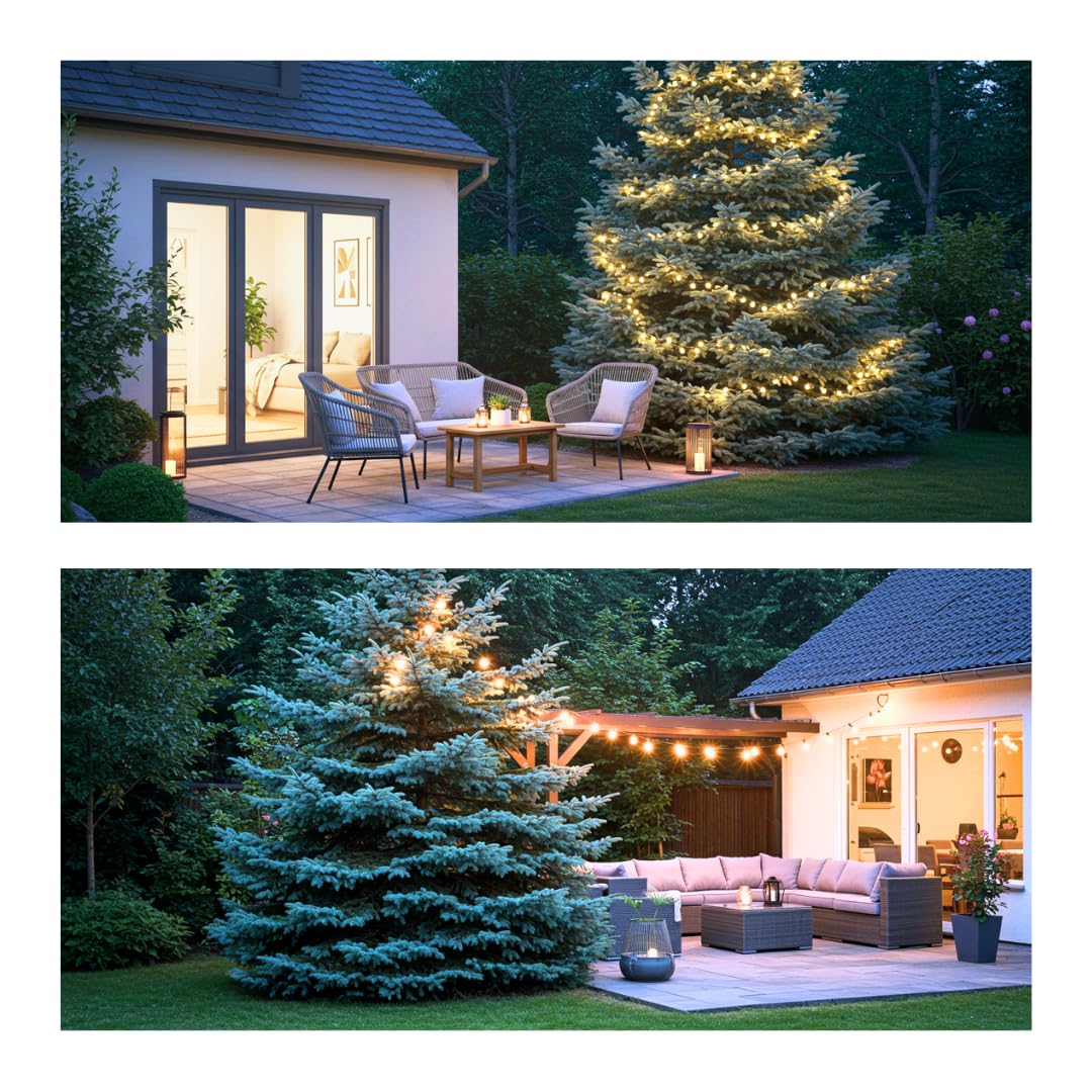 100 Blue Spruce Seeds for Planting | Colorado Blue Spruce, Picea pungens glauca | Attractive Trees fro Privacy or Landscaping