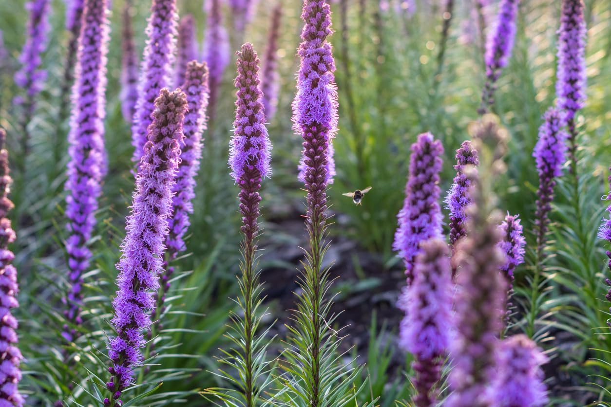 White Liatris Spicata - 5 Bulbs, Blazing Star Plant, Elegant Perennial Liatris, Ideal for Garden Beds & Borders, Easy to Grow, Stunning Vertical White Flowers for Landscapes - Largest Size Corms