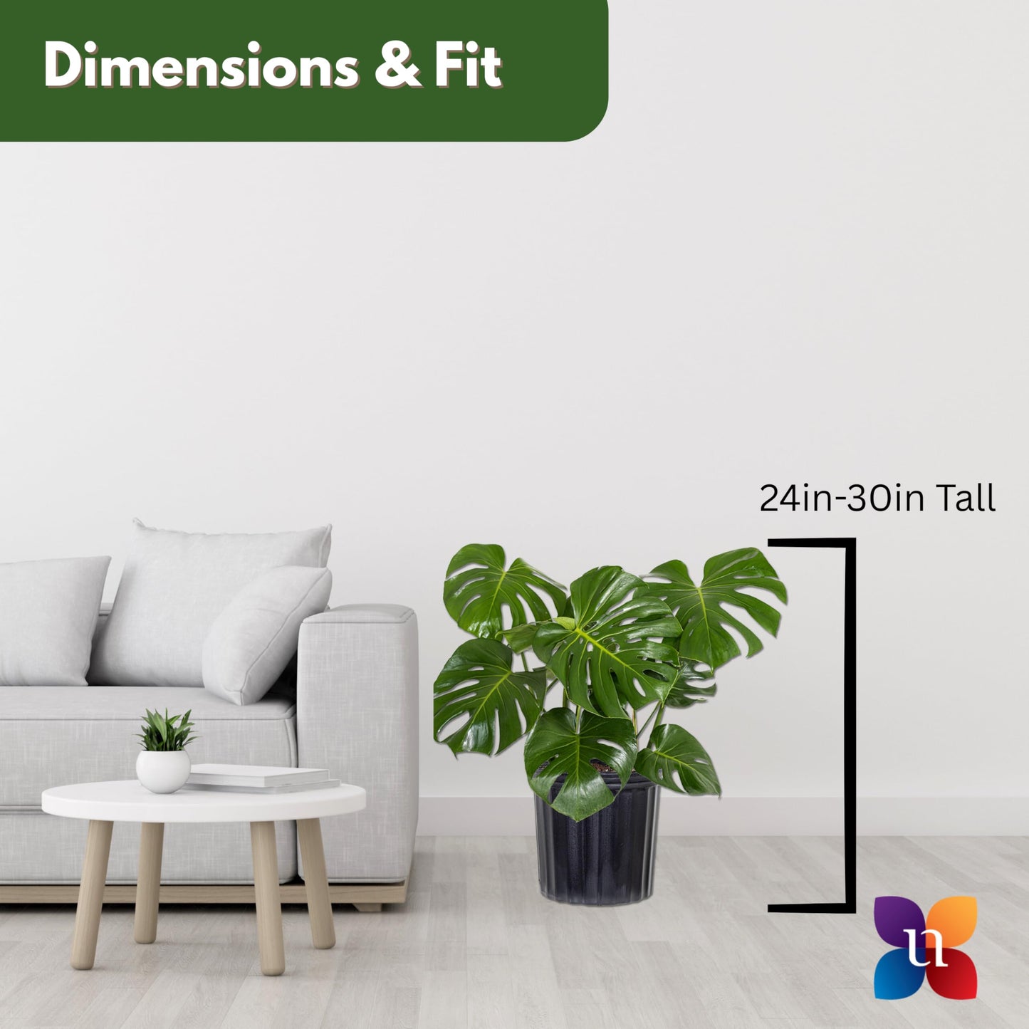 Monstera Deliciosa Live Plant by United Nursery, Swiss Cheese Plant, 24–28 inches Tall in 10 inch Plant Pot, Indoor House Plant, Easy Care Floor Plant for Patio, Office, or Home Decor