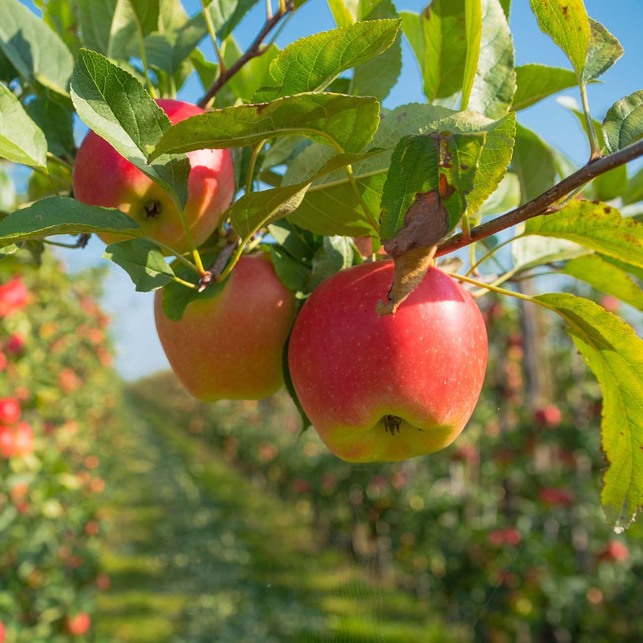 Perfect Plants Gala Apple Tree 1 Gallon | Live Fruit Trees for Outdoor Planting | Fresh Apples for Eating, Canning, & Dehydrating | Sweet & Tasty Fruits Ripen in Fall