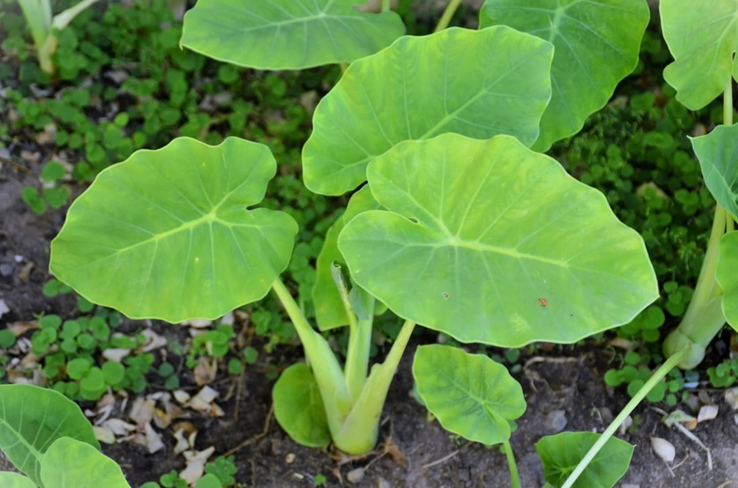 Elephant Ear Bulbs for Planting - Colocasia – Large Tropical Elephant Ears for Garden & Containers – Fast-Growing Ornamental Bulbs (10 Bulbs)