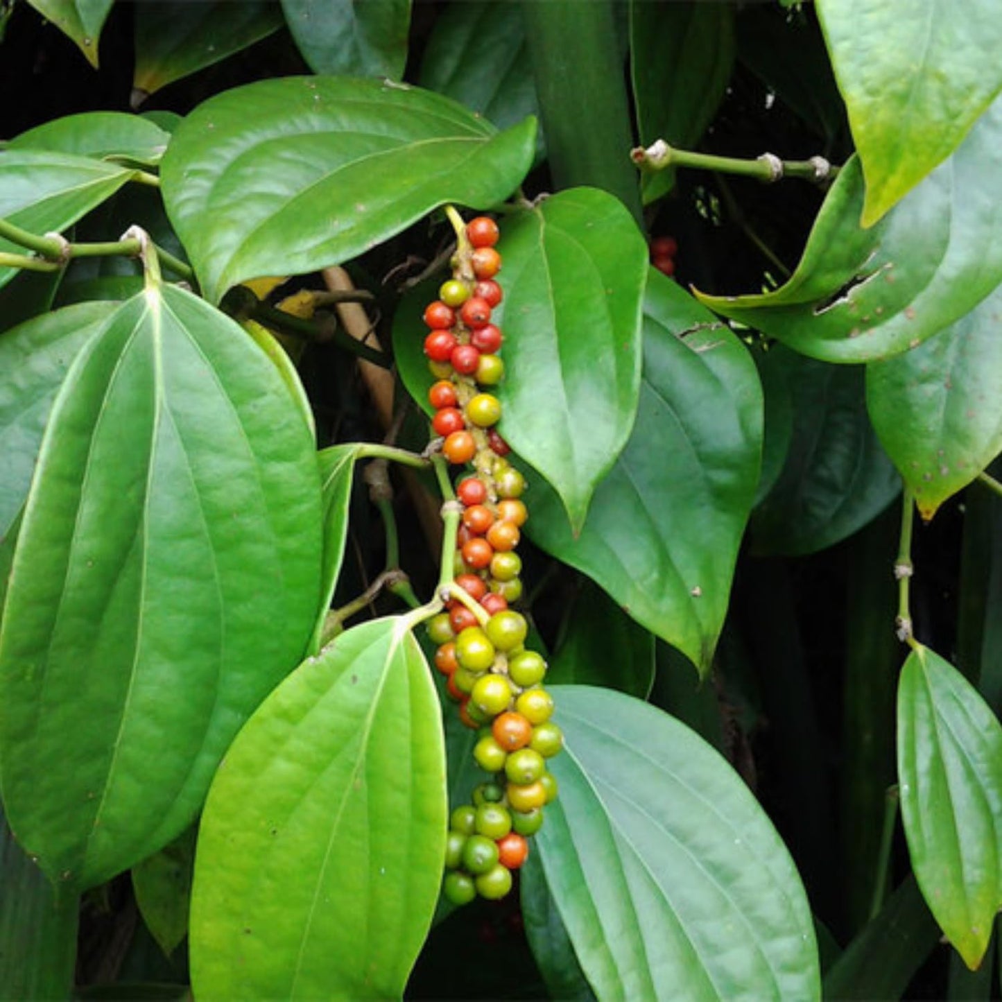 2 Black Pepper Plants, 4-7" Tall Black Pepper Plant Live, Piper Nigrum Starter Plant, Well Rooted for Garden Growing