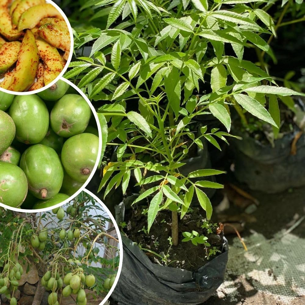 Live June Plum Plants 2-3 Feet Tall in 1 Gallon Pot, June Plum Plants Live, Well-Rooted Tree for Garden Planting