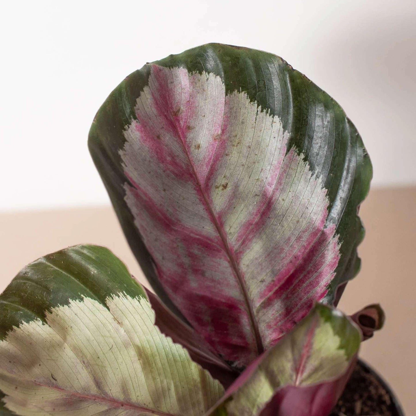 Calathea roseopicta Silvia Live Plant for Indoor | Different Houseplants in 4'' & 6'' Pot | Real House Plant for Living Room, Office, Desk & Bathroom | Prayer Plant