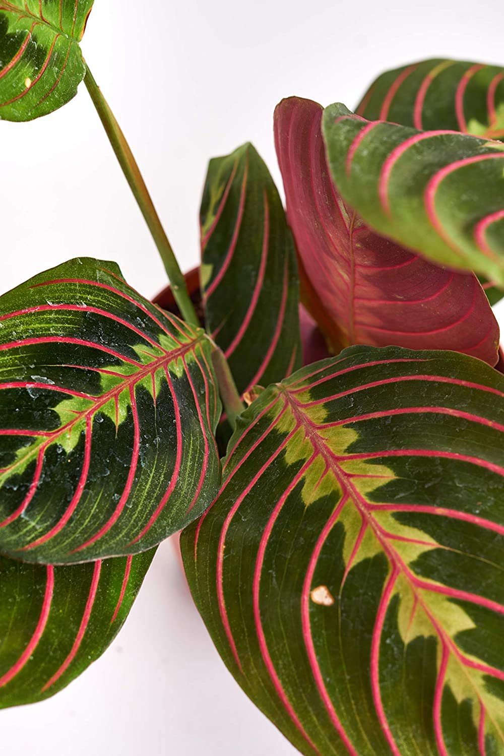 Shop Succulents | Standing Collection | Hand Selected, Air Purifying Live Maranta Red Prayer Indoor House Plant in 4" Grow Pot, Single,