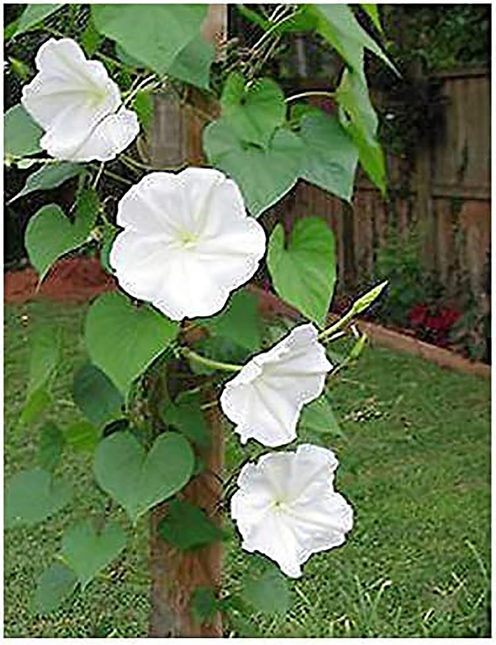 White Moonflower Vine Seeds - Climbing Vine Up to 15' - Fragrant, Blooms in the Evening