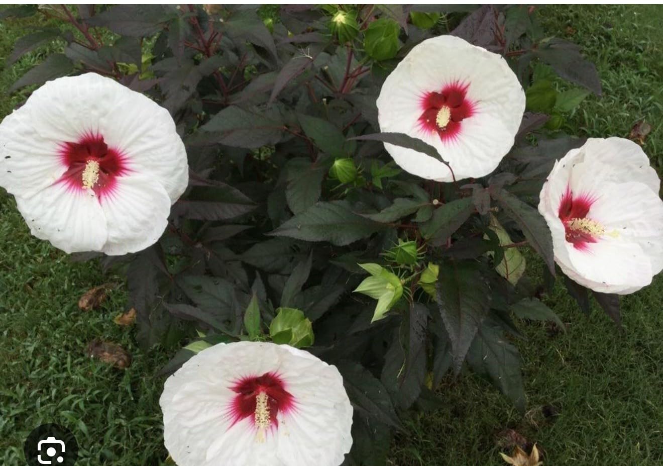 Live Plant - Mocha Moon Hibiscus moscheutos-Small Rooted Starter Plant-Huge 8-10” Blooms