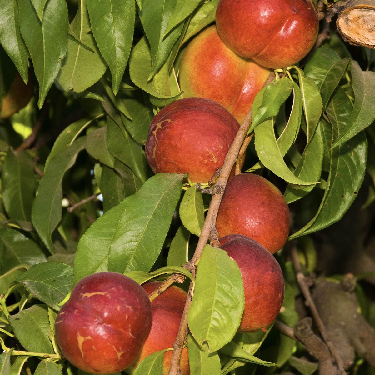 Direct Gardening Fantasia Reachables Dwarf Nectarine Dormant Bare Root Fruit Bearing Starter Tree - Can't Ship to CA, CO, ID, MT, OR, or WA