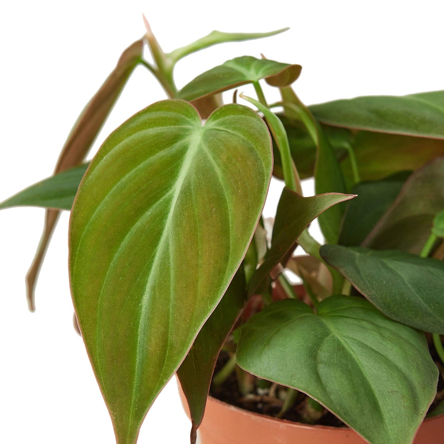 House Plant Shop | Philodendron 'Velvet' - 4" Pot | Live Indoor Plant | Easy to Care | Natural Décor Plant | Great Gifts| Free Care Guide