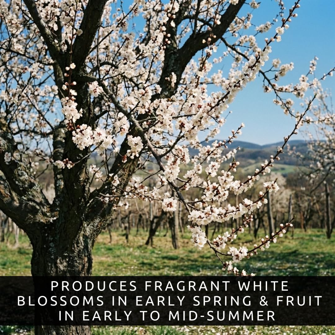 5 Apricot Tree Seeds for Planting (Prunus armeniaca) – Grow Sweet Fruit Trees at Home, Spring Blossoms, Summer Harvest, Heirloom Seeds for Garden, Backyard Orchard Starter