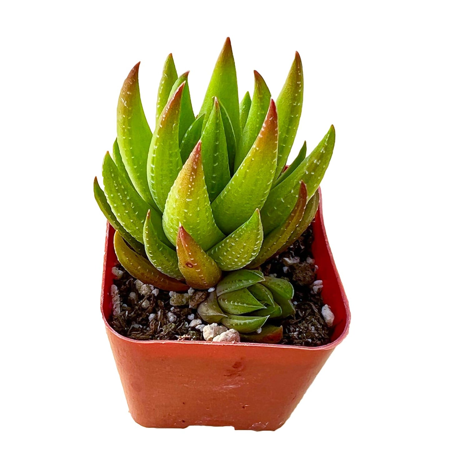 Sprout N Green Haworthia Collection, 3 Live Succulent Plant Fully Rooted in 2inch Starter Pot, Home Office Indoor Outdoor Wedding Decoration DIY Projects Party Favor, Pet-Friendly, Easy to Care
