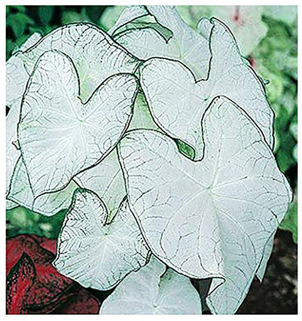 Fancy Leaf Caladium Bulbs - Moonlight Variety - Giant Caladium Plants for Stunning Garden Display - Large Size Root for Zones 9-11, Ideal for Bulk Planting & Landscaping