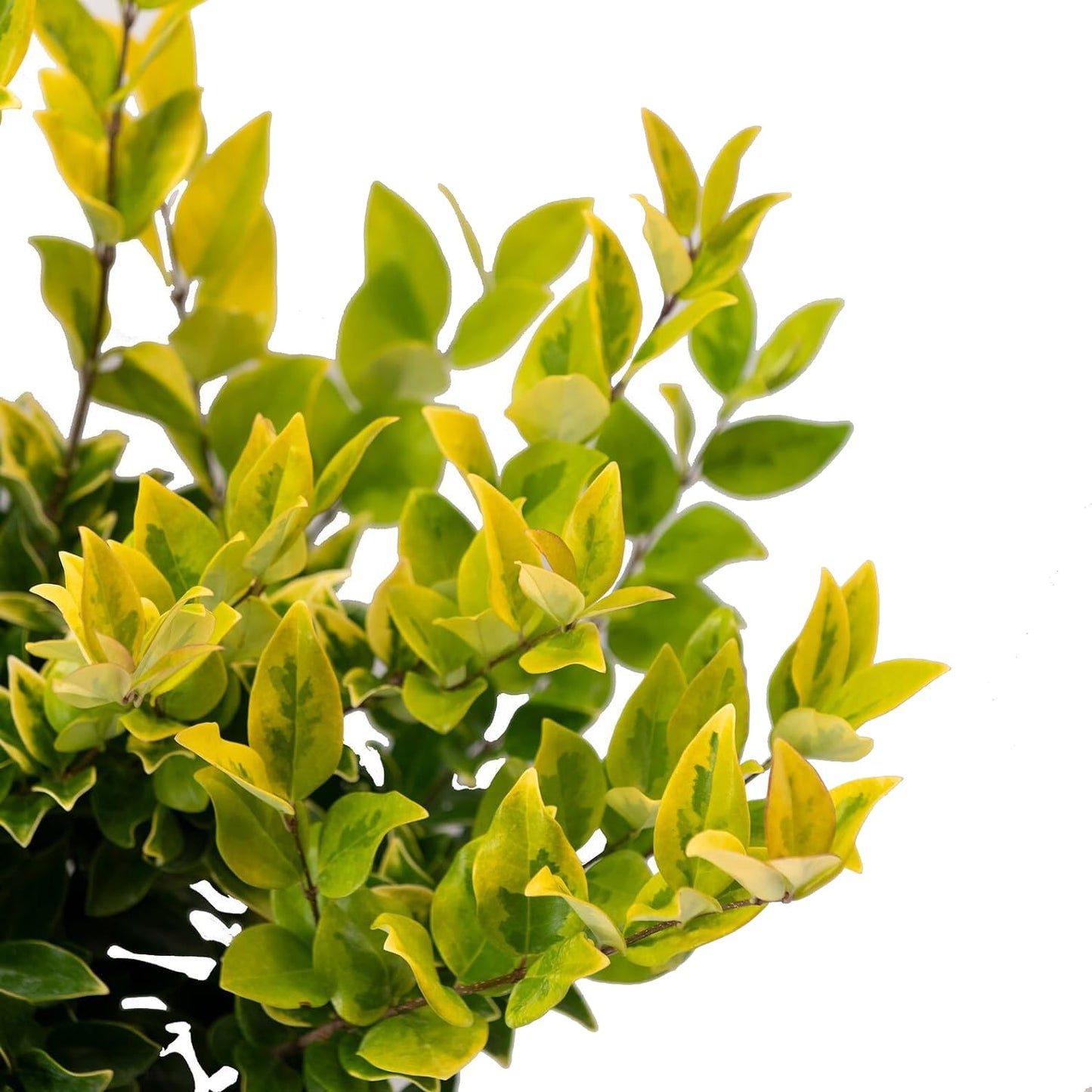 Ligustrum Japonicum Howardi I 2 Large Trade Gallon Size Plants I Variegated Privet Howard I Quality, Evergreen Japanese Privet Shrub for Ornamental Landscaping, Fast-Growing, Low-Maintenance