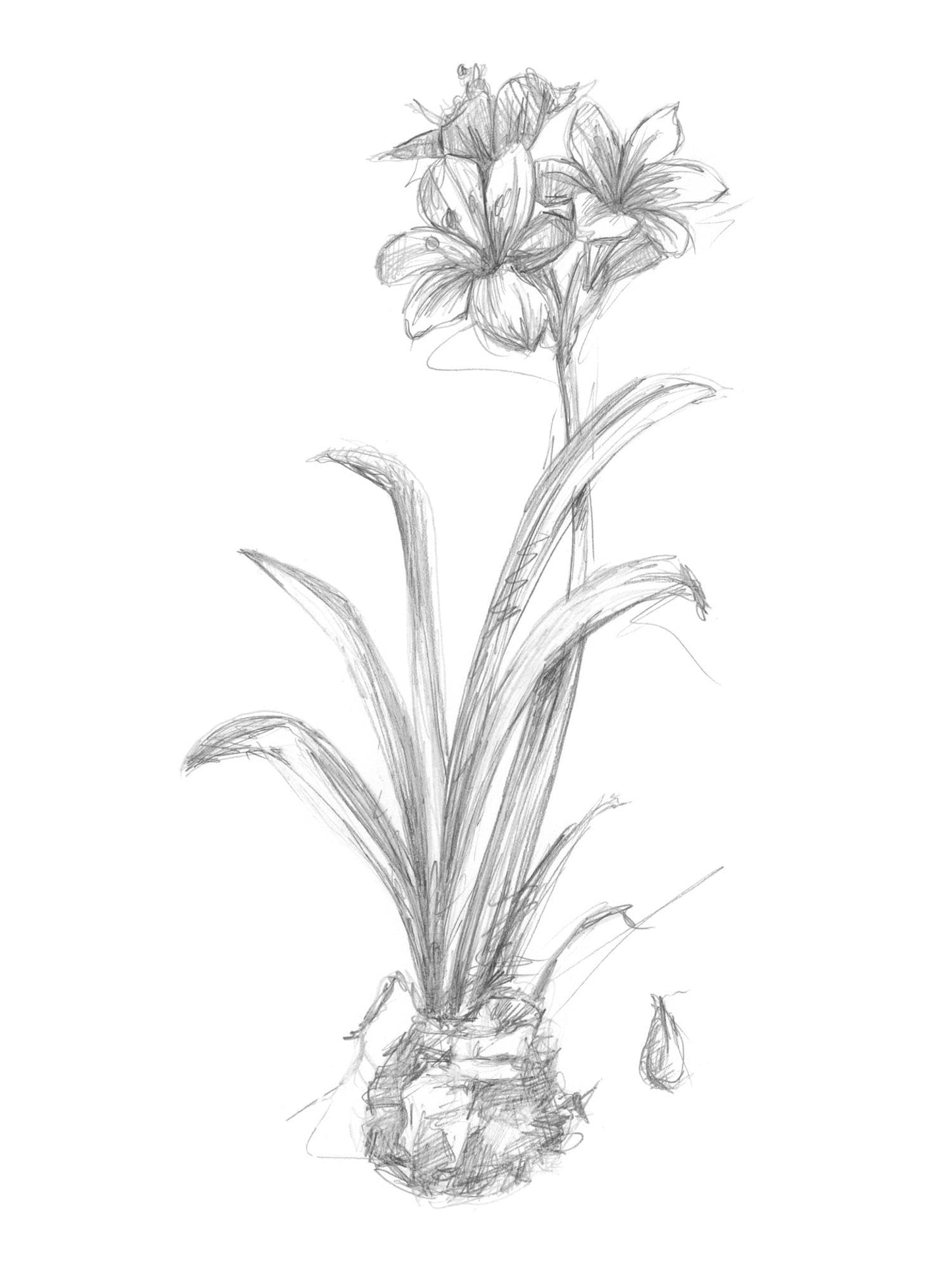 ART.COM Wall Art Prints Botanical Sketch II by Ethan Harper, Botanical Decor, 12" x 16"