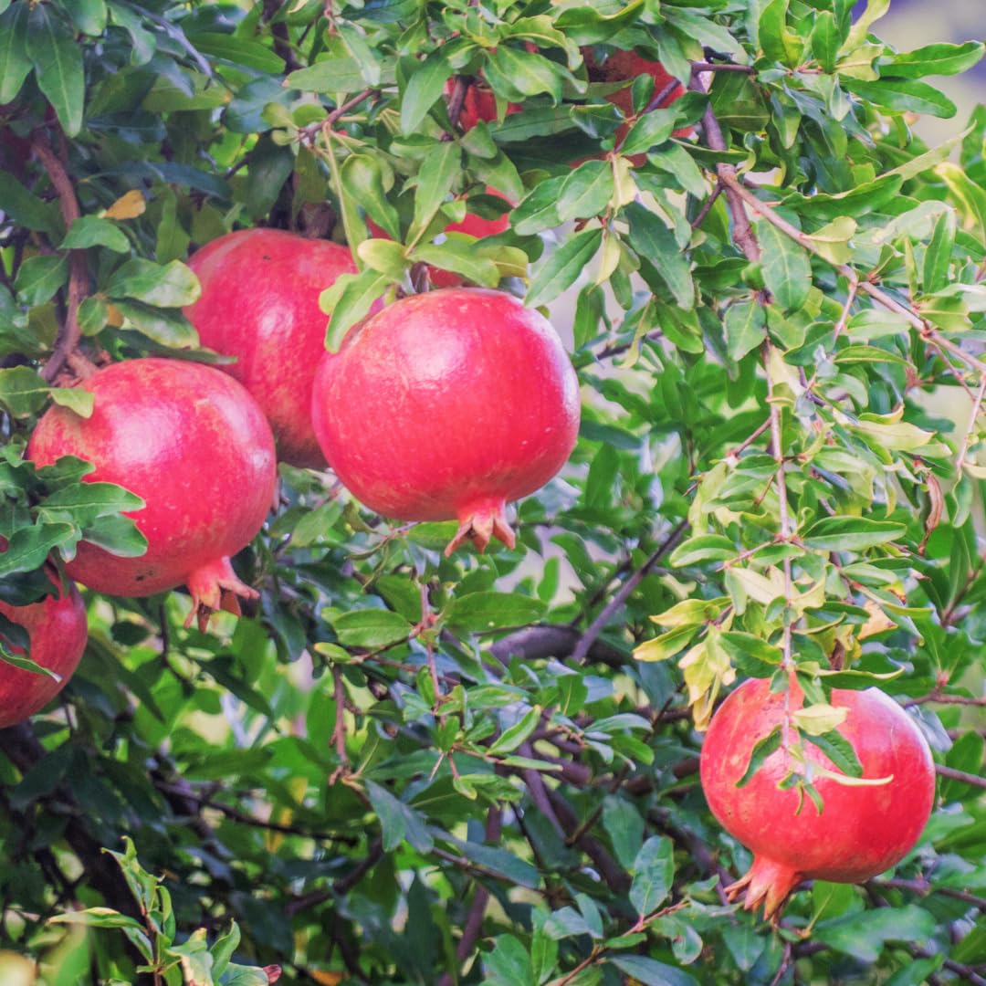 Pack 3 Pomegranate Tree Live Plant, Pomegranate Plant, Pomegranate Fruit Tree, Pomegranate Tree - Live Plant - Red Pomegranate Bush - Hardy Fruit Tree, Size 8 to 10 Inch Tall