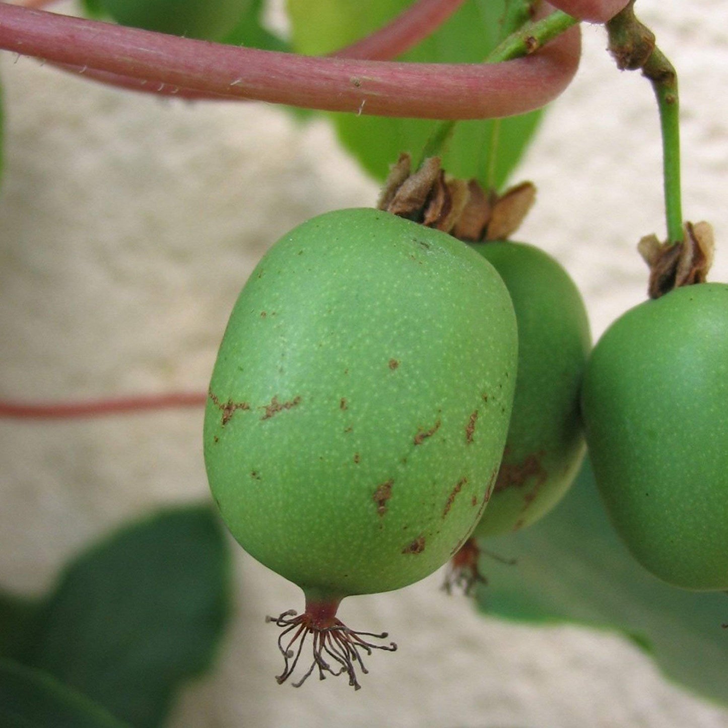 Palm Beach Medicinal Herbs Hardy Kiwi Seeds (Actinidia arguta) Pack of 10 Seeds