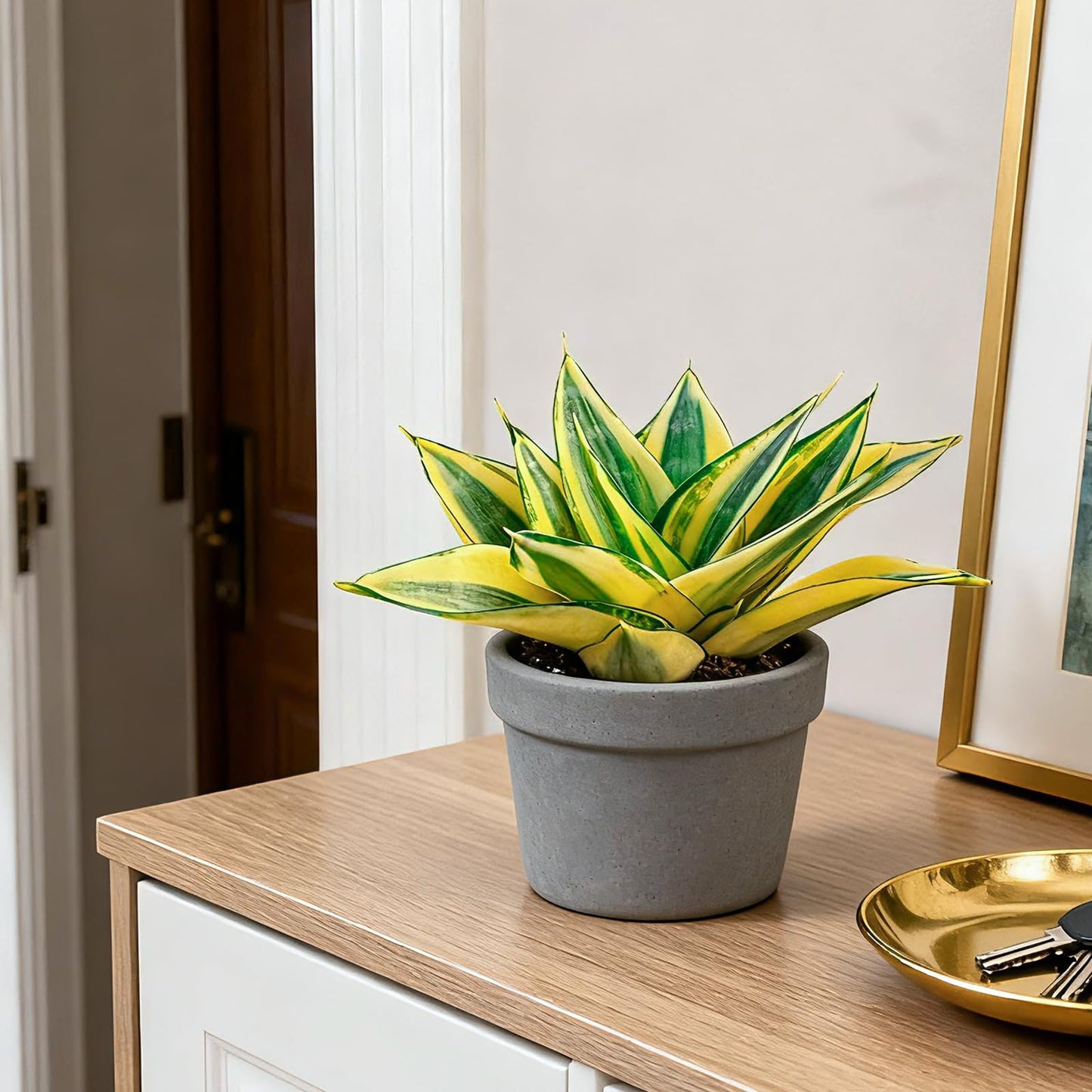 4" Live Snake Plants, Easy Care Houseplant for Home and Office Decor, Great Gift for Housewarming, Birthday, Thanksgiving