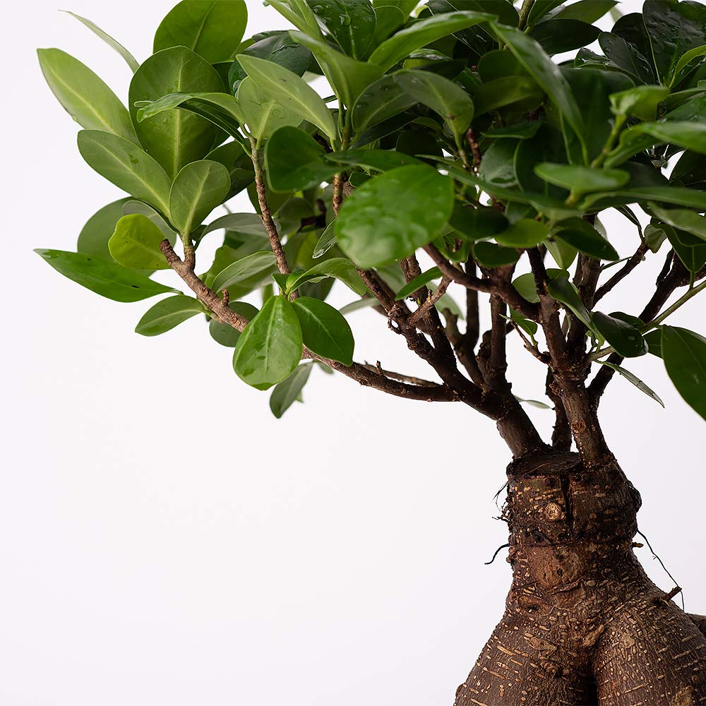 American Plant Exchange Ficus Ginseng Microcarpa – 6-Inch with Pot – Live Easy Care Bonsai Tree, Air Purifying Indoor Plant for Home, Office, or Zen Décor
