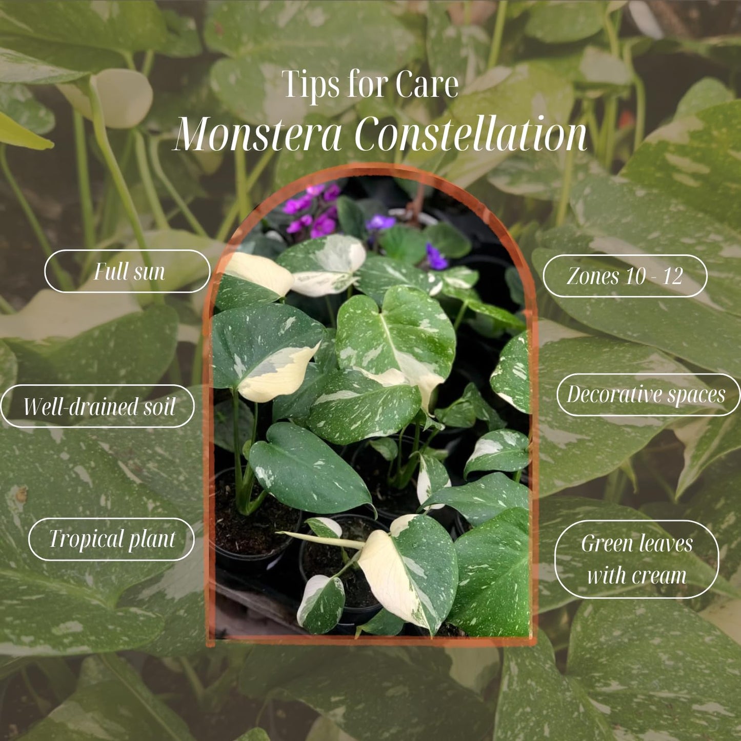 Rare Monstera Constellation Plant Live, Variegated Monstera Constellation Plant, 4–6 Inch Height, Philodendron Indoor Houseplant