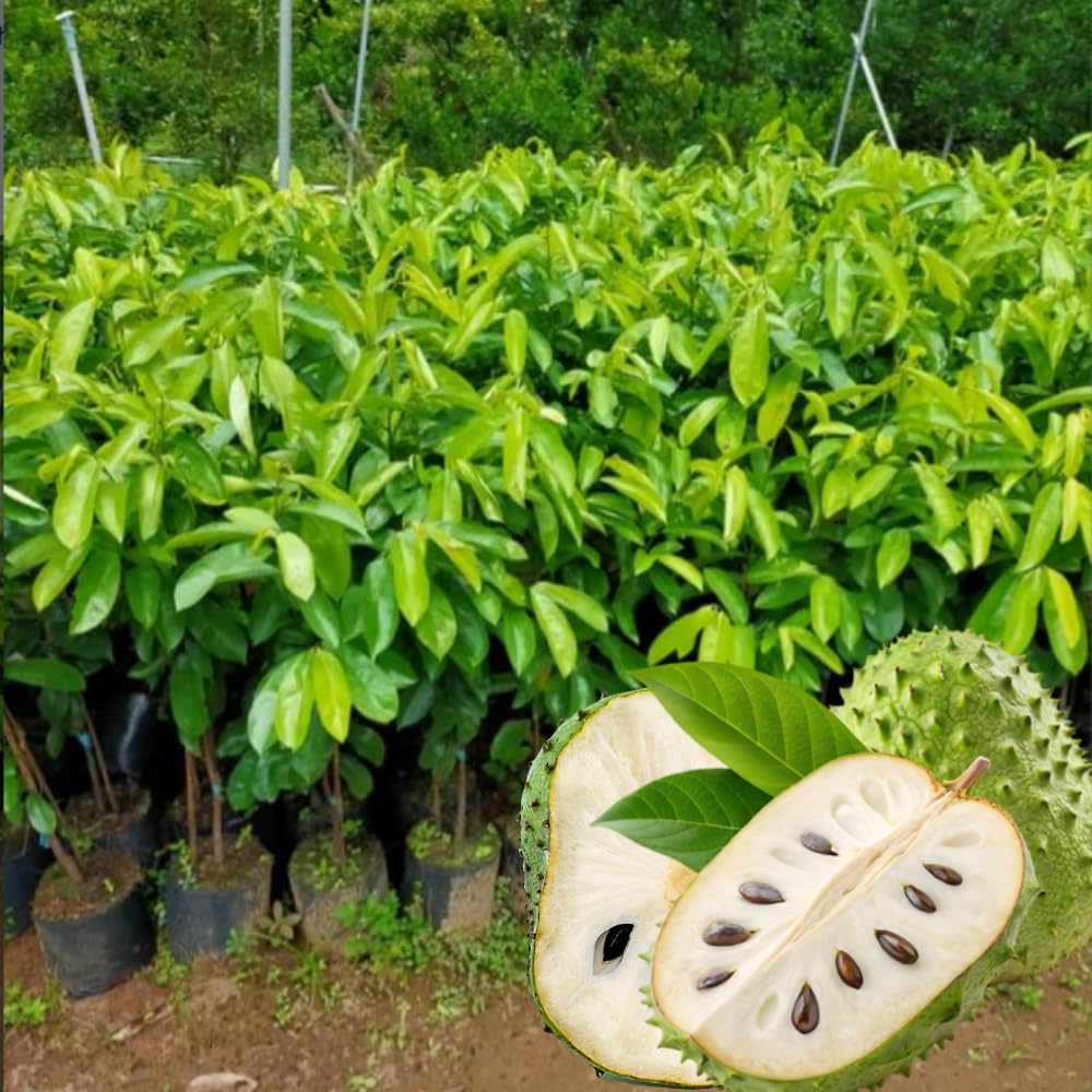 Ready to Bear Fruit Soursop Tree Live Plant in 1 Gallon Pot, 2-3 Years Old, 2-3 Feet Sweet Annona Muricata Guanabana for Outdoor Planting, No CA, Soursop Trees Grafted Tropical Fruit