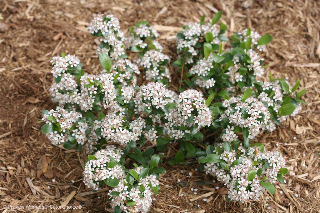 Low Scape Mound® Chokeberry - 4" Pot - Aronia - Proven Winners