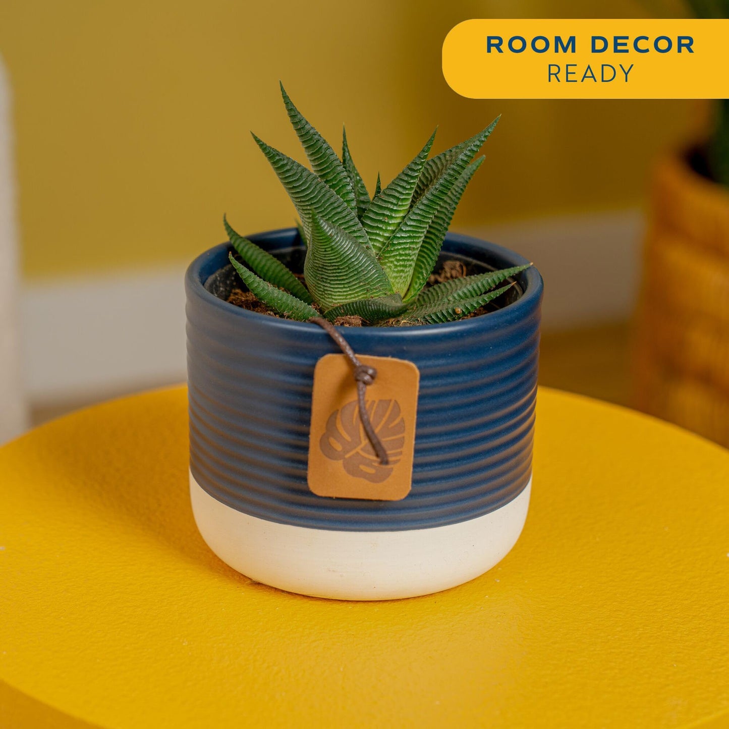 Costa Farms Haworthia, Succulent Live Plant in Decorative Pot, Easy to Maintain Succulent Indoor Houseplant, Home, Room, or Office Decor, House Warming or Birthday Gift, 4-6 Inches Tall