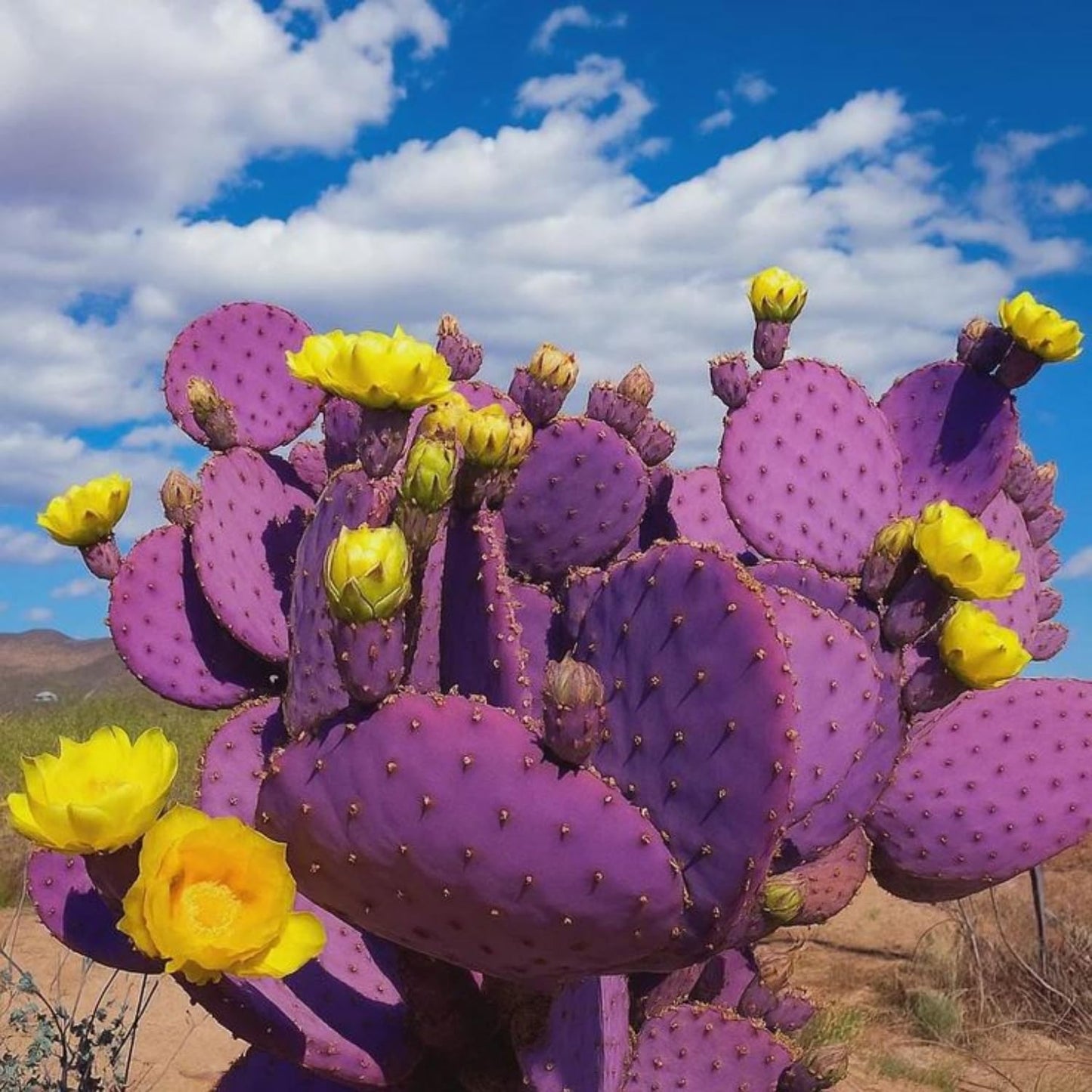 Purple Prickly Pear Cactus Live Plant, Rare Cactus Plants 6-8 Inches, Hardy, Low-Maintenance Plant for Indoors and Outdoors