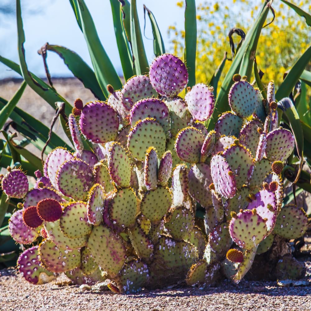 Purple Prickly Pear Cactus Plant Live, 3 Inc Potted, Succulents Plant Live, Live Prickly Pear Cactus Plant