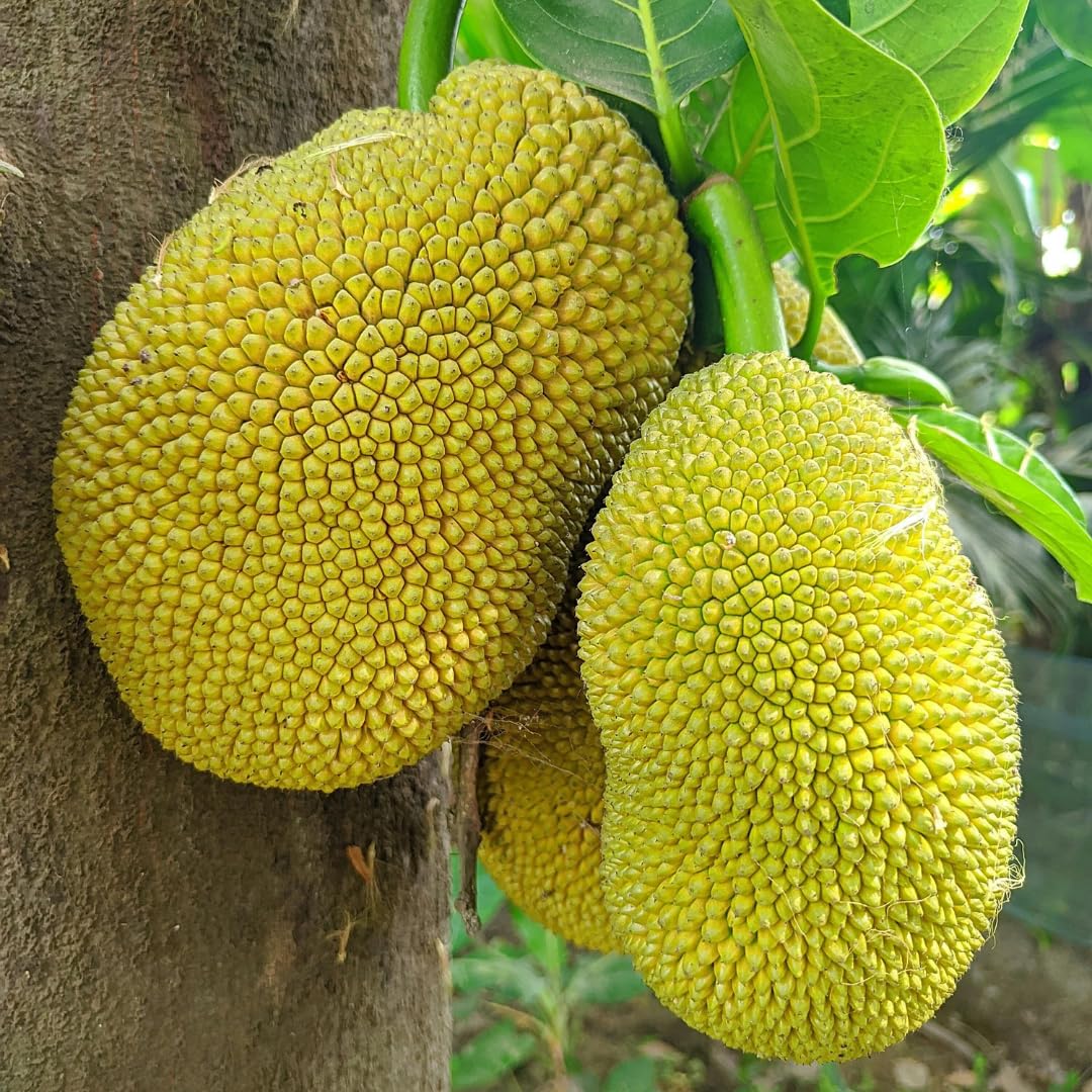 1 Year Old Jackfruit Tree Live Plant in Pot, 8-14" in Tall, Yellow Sweet Jackfruit Tropical Fruit Trees for Outdoor Planting
