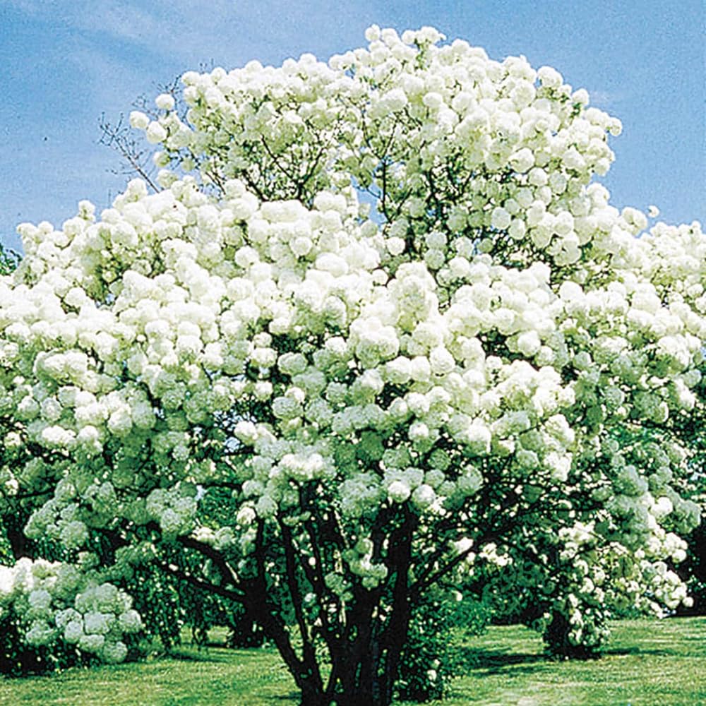 Old Fashion Viburnum Plant Live for Planting, Snowball Viburnum Shrub Viburnum Bush in 4 Inch Pot, Viburnum Tree Ready to Grow