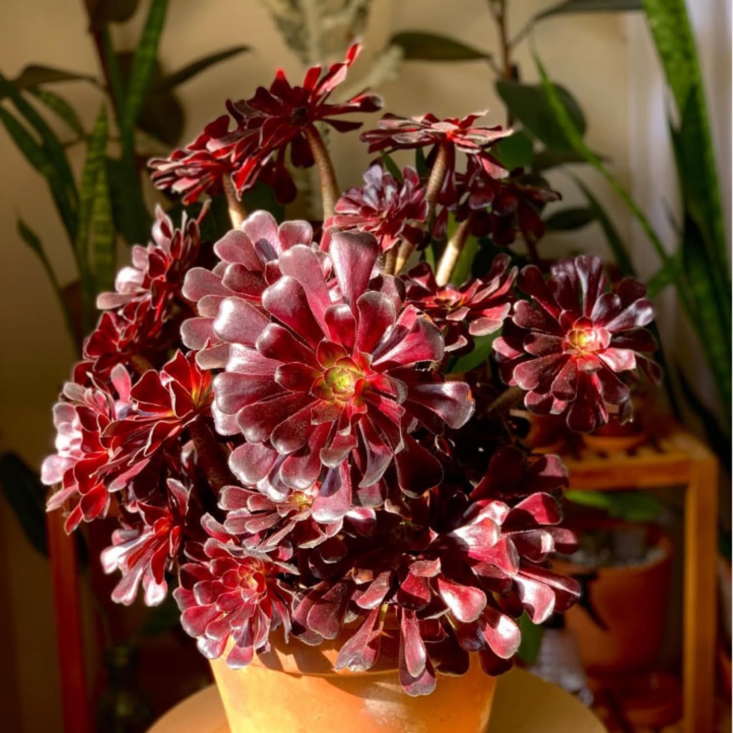 Easy Care Aeonium Plant Live 4” Pot, Rare Succulents Plants Live, Well Rooted, Easy Care House Plants (Black)