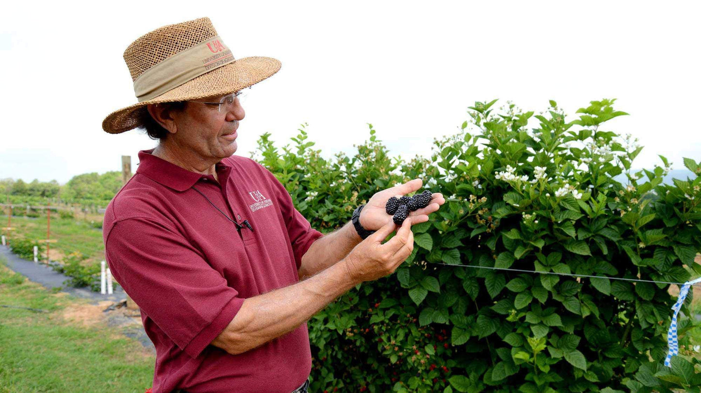 BlackBerry Plants Prime-Ark Freedom Price Includes Four (4) Plants