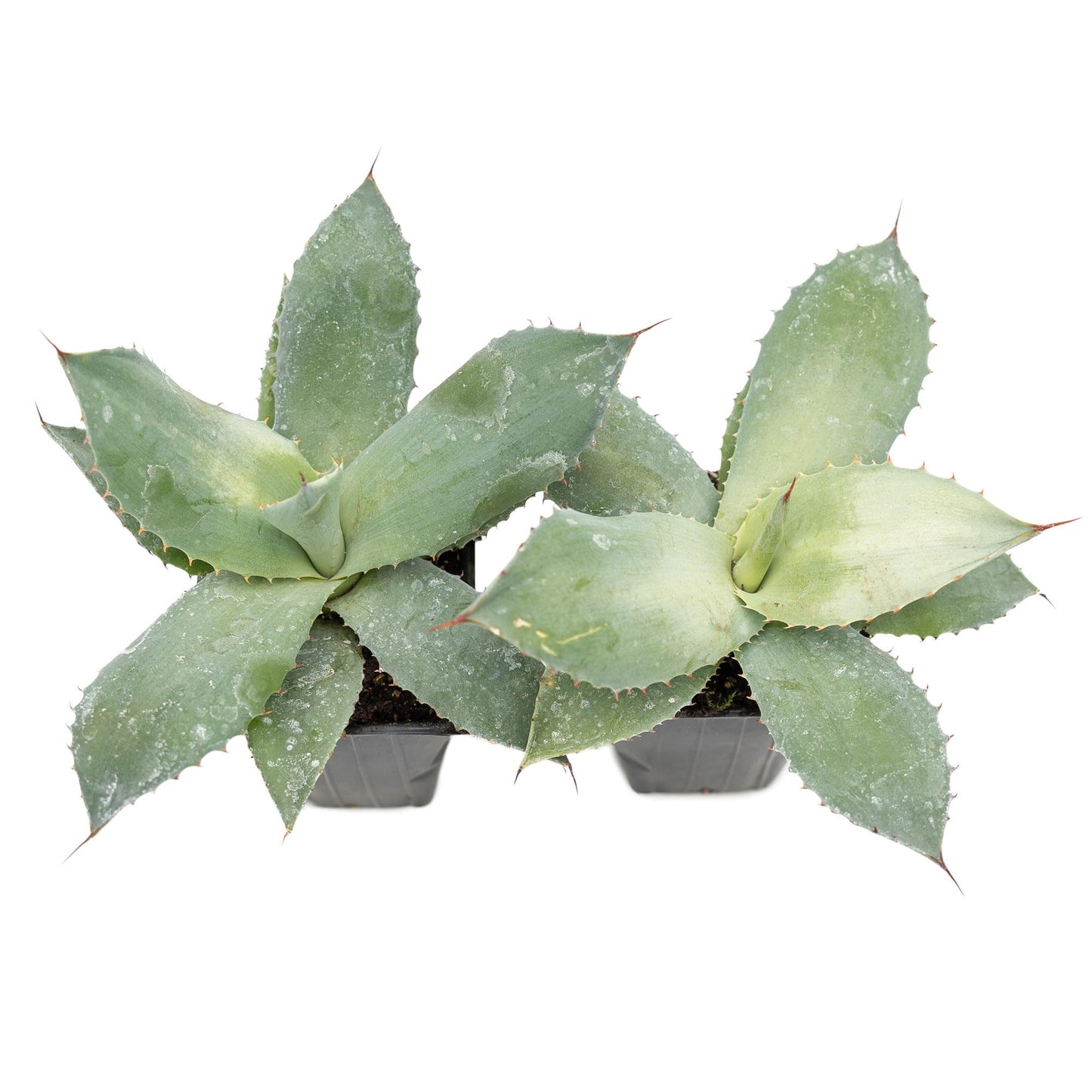 2 Artichoke Agave Succulents (Agave parryi VAR. truncata) | Live Evergreen Plant with Blue-Gray Rosette Form | Drought-Tolerant & Cold-Hardy for Landscaping, Rock Gardens & Containers in 3.5" Cubes