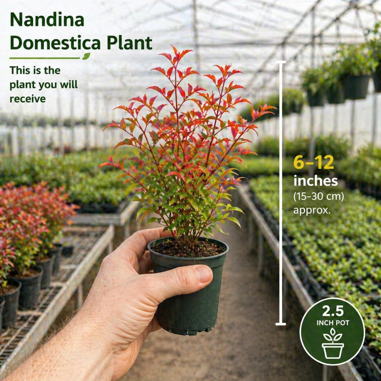1 Nandina Domestica, 2.5 Inch Pot Nandina Live Plant, Heavenly Bamboo, Easy Care, Evergreen Shrub with Seasonal Red Foliage, Ideal for Garden & Landscape