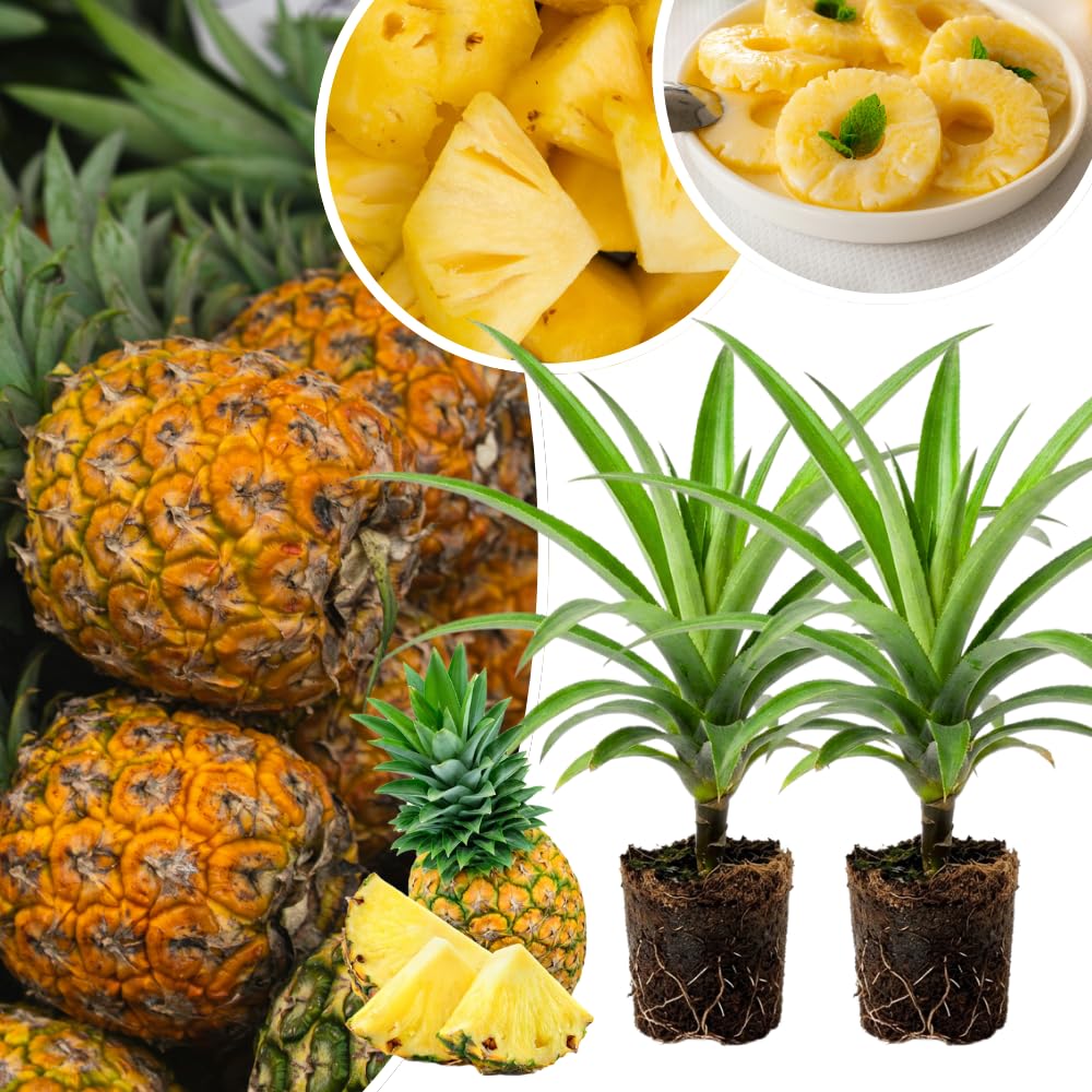 2 Elite Gold Pineapple Plant Live, Pineapple Tree Shrub Bush for Outdoor Planting, Sweet Fruit Tree, Hardy and Well-Rooted, 4-6 Inches Tall