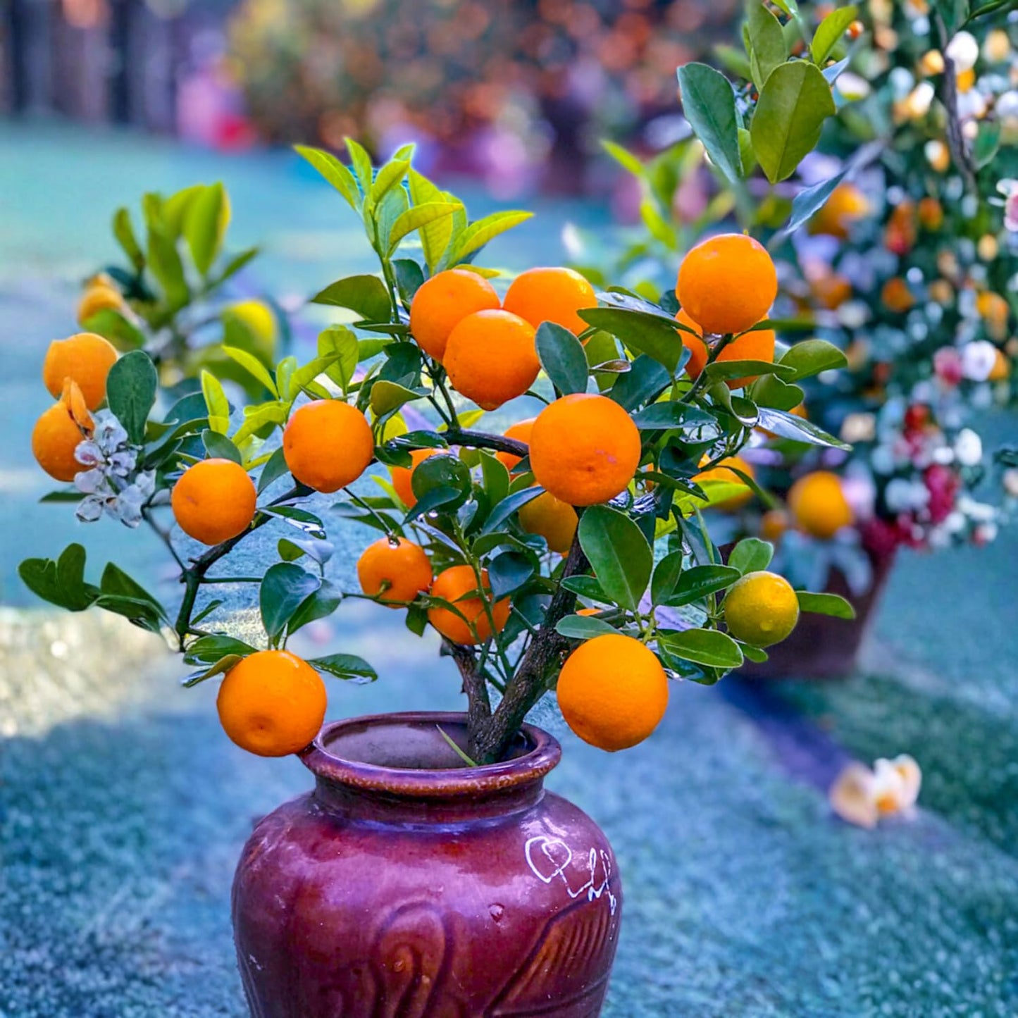 Calamansi Tree Live Plant, Sour Citrus Tree for Outdoor Planting, Calamondin Tropical Plant 2-3 Ft Tall in 5 Gallon Pot