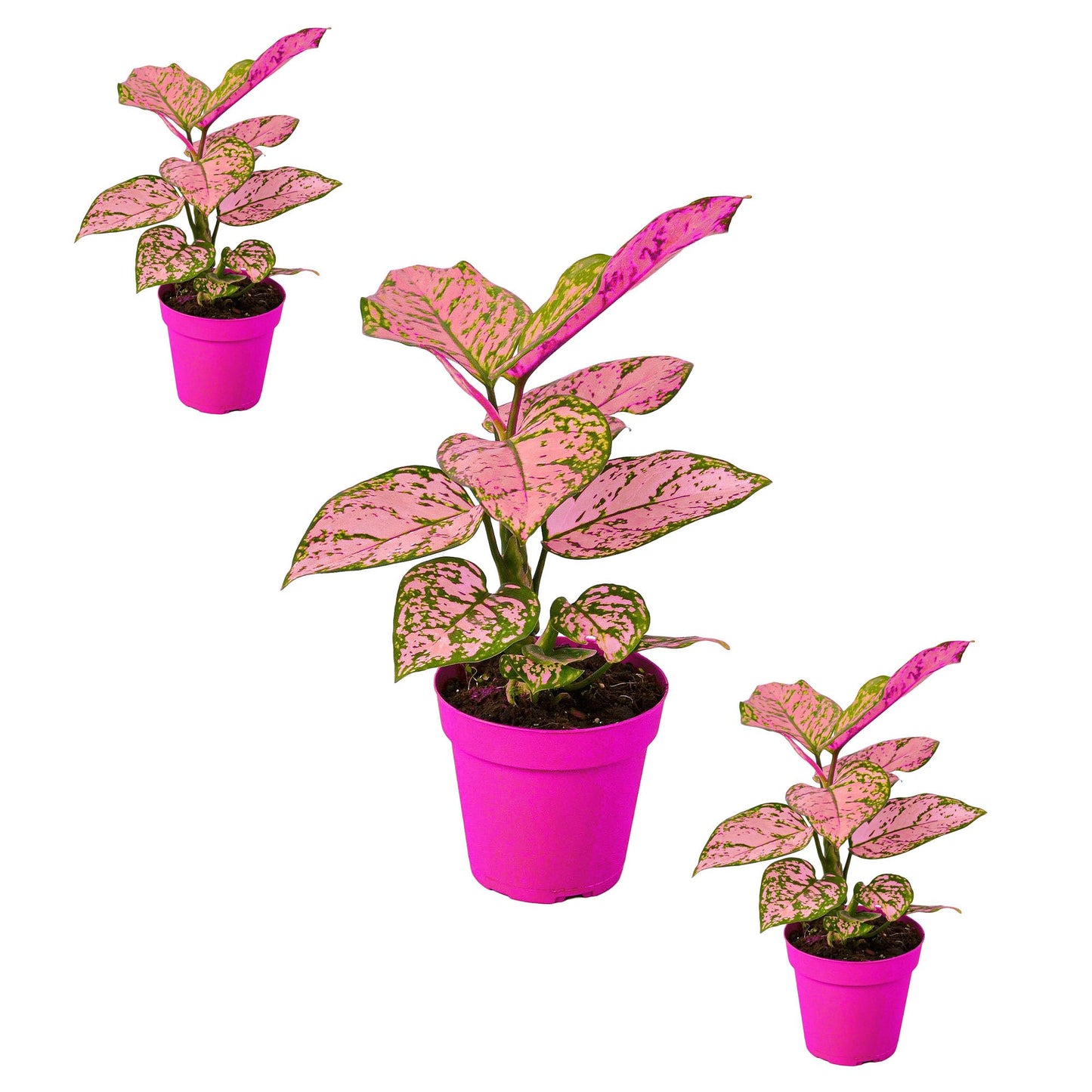 3 Pack Chinese Evergreen 'Lady Valentine' in 6in Pot - Live Plants Tropical Houseplants | Variegated | USA Growers | The Snobby Leaf