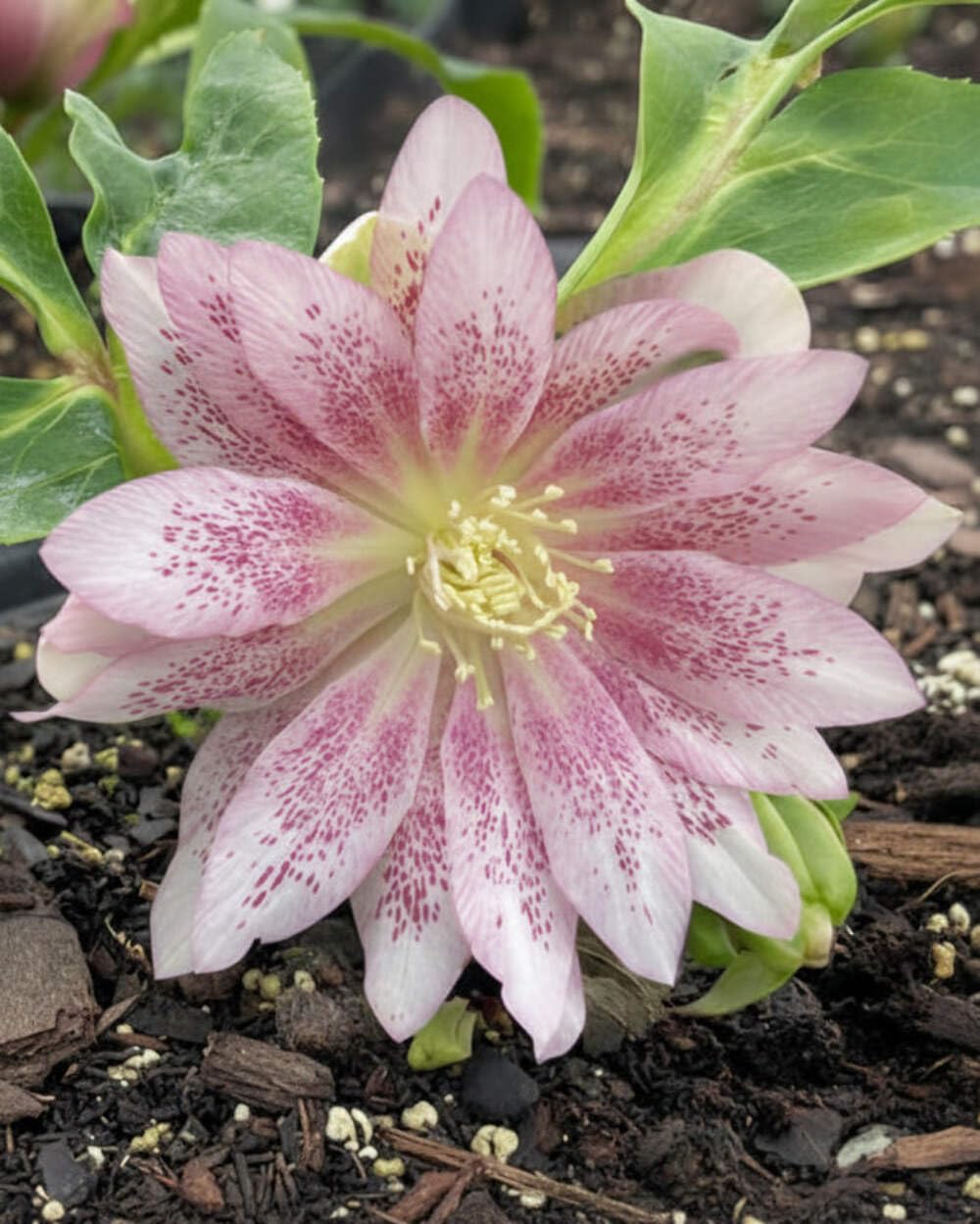 Perennial Farm Marketplace Helleborus x W.J. 'Cotton Candy' (Lenten Rose) Perennial, 1 Quart, Pink Flowers