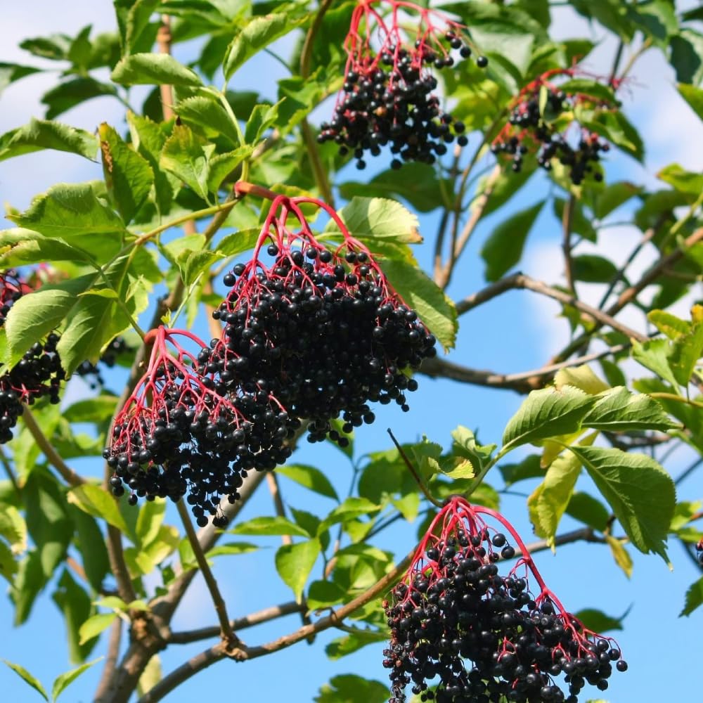 Pack 2 Elderberry Plants Live for Planting, Elderberry Bush Live Plants, 6-12 Inch Tall