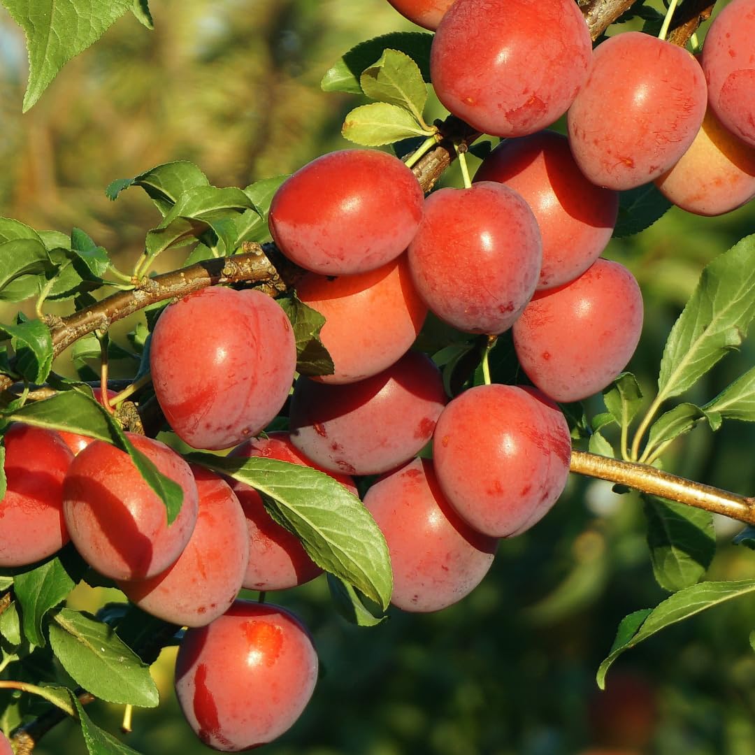 Plum Tree Live Plant, 1 Year Old Plum Trees Sweet Fruits Bare Roots, 6-12" Tall, Cold Hardy, Dormant in Winter