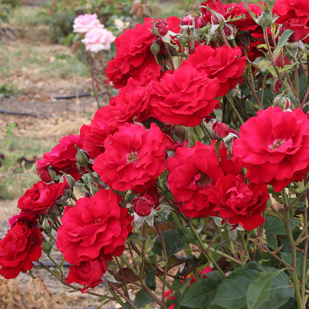 Heirloom Floribunda Roses, Live Own Root Plant for Outdoor Garden, Oh My!™, Lightly FragrantHardiness Zones: 5-10, Repeat Blooming