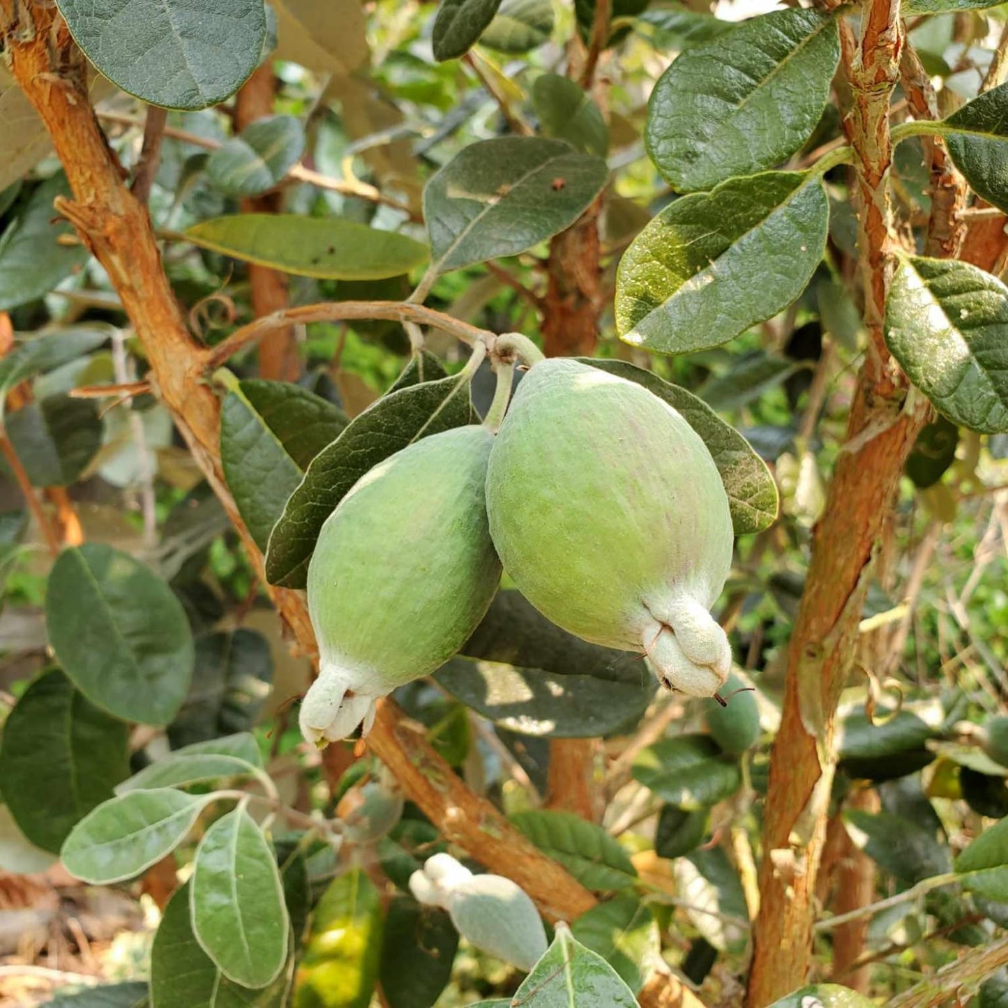 3 Pineapple Guava Live Plants, Pineapple Guava Fruit Trees 4-7 Inches Tall to Grow
