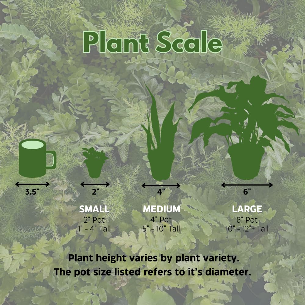 BubbleBlooms Fittonia Nerve Plant Assortment, 4 inch Set of 3, Red White and Pink, Mosaic Jewel Creeping Indoor Plant Albivenis
