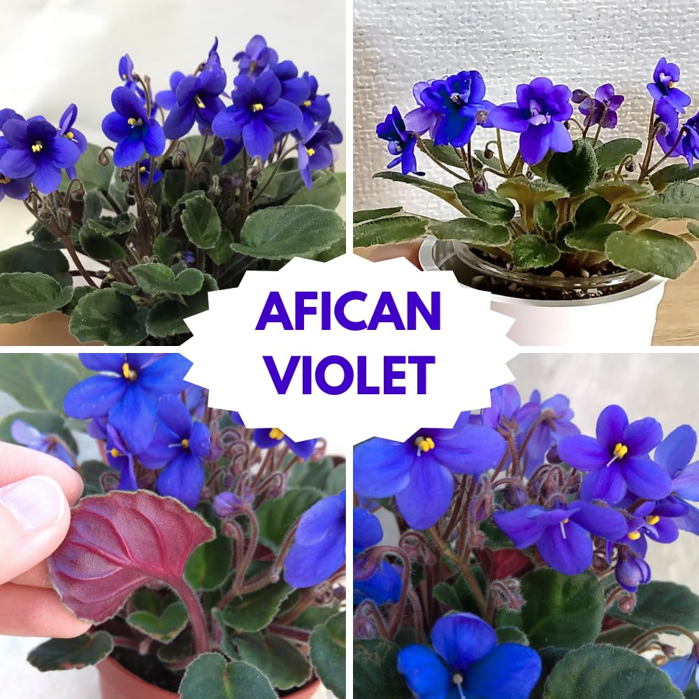 African Violet Live Plant Houseplant in 4" Pot, Blooming Indoor Plant for Home or Office with Vibrant Flowers (Blue African Violet)