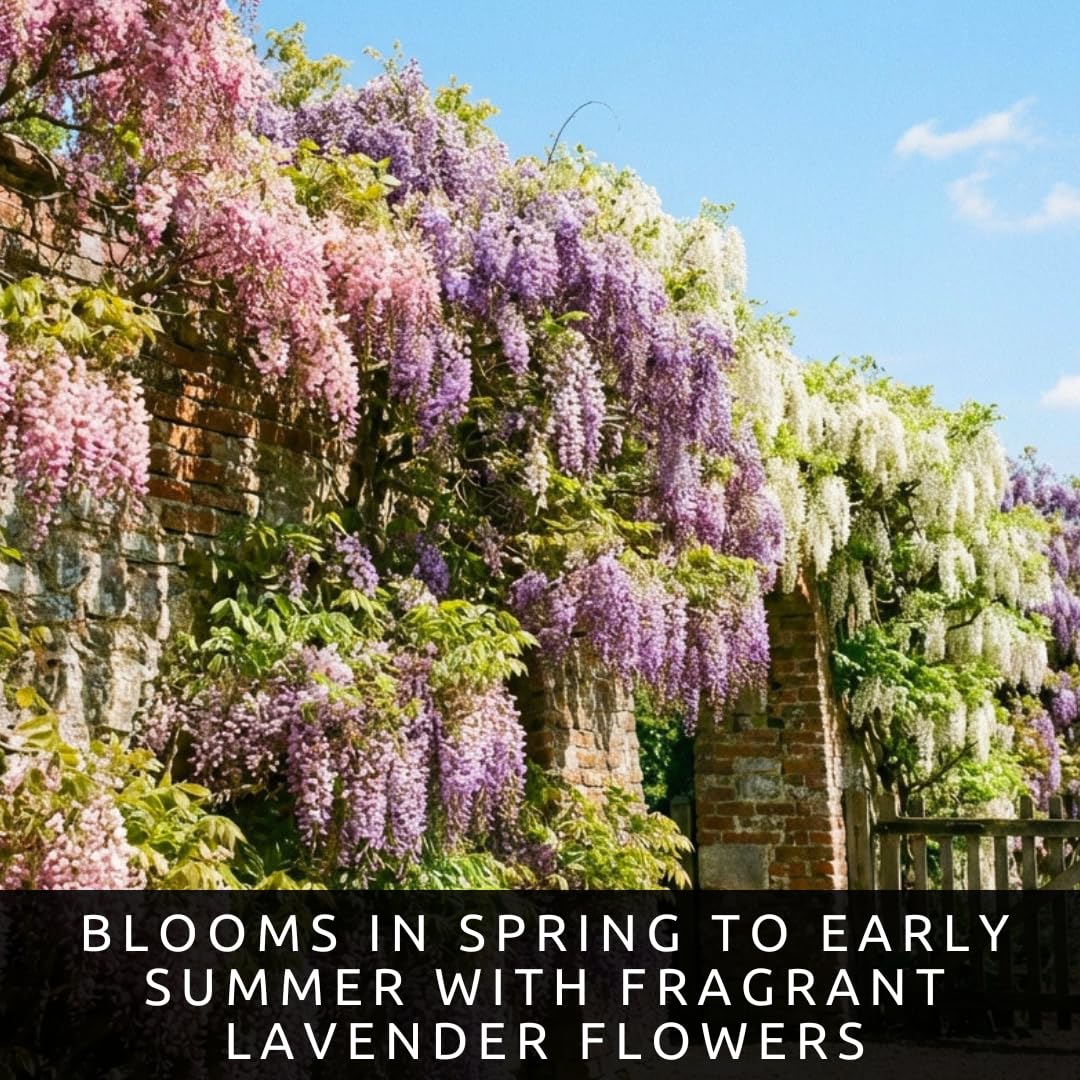 Wisteria Seeds Variety Pack – 15 Seeds Total (5 Pink, 5 Purple, 5 White) – Fast Growing Perennial Flowering Vine for Trellis, Arbor & Garden – Fragrant Climbing Plant Seeds for Outdoor Planting